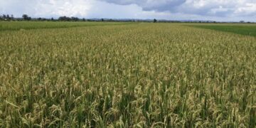 Bupati PPU Optimalisasi Lahan Pertanian Penguat Sektor Ekonomi