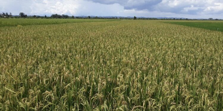 Bupati PPU Optimalisasi Lahan Pertanian Penguat Sektor Ekonomi