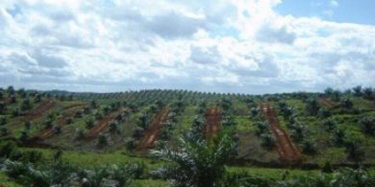 Kaltim Percepat Hilirisasi Perkebunan