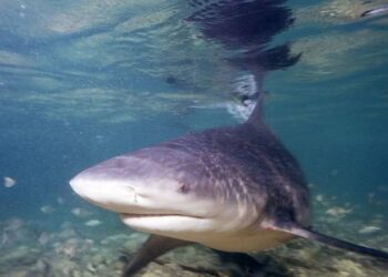 Hiu Gangga Ditemukan di Sungai Sesayap Kaltara 