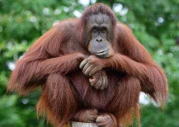 39 Satwa Diselamatkan BKSDA Kaltim
