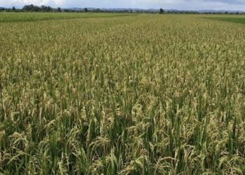 3.500 Hektare Lahan PPU Jadi Sasaran Program Pertanian Modern PM AAS