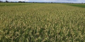 3.500 Hektare Lahan PPU Jadi Sasaran Program Pertanian Modern PM AAS