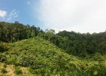 Kaltara
