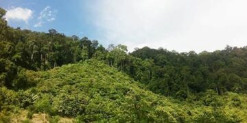 Kaltara