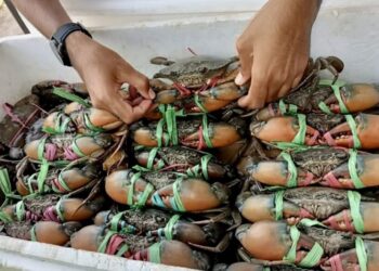 Kepiting Kaltim