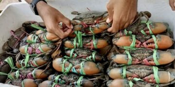 Kepiting Kaltim